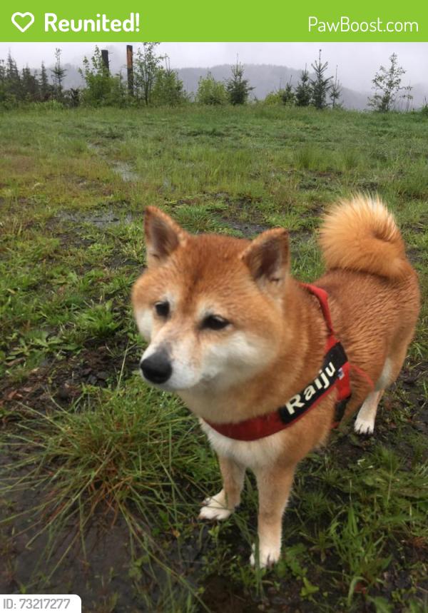 Reunited Female Dog last seen 248th st, military, Kent, WA 98032