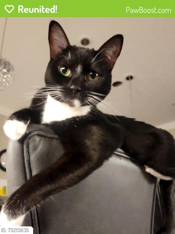 Reunited Male Cat last seen Eaglecrest street, Kitchener, Kitchener, ON 