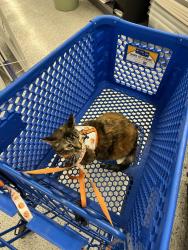 Lost Female Cat last seen Walmart on Almaden, San Jose, CA 95118