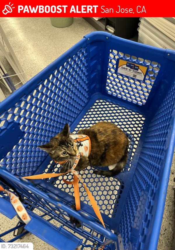 Lost Female Cat last seen Walmart on Almaden, San Jose, CA 95118