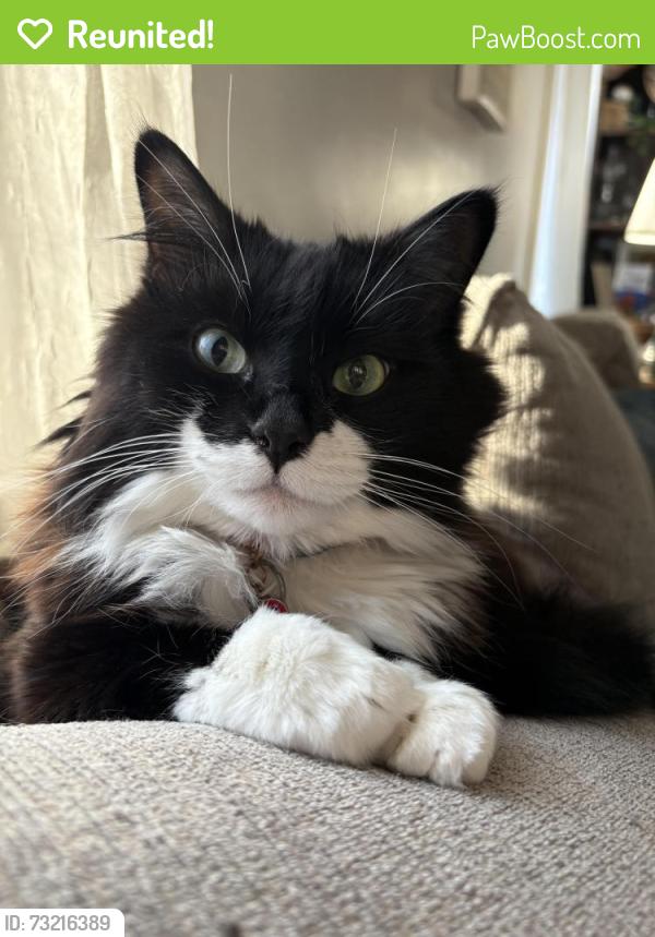 Reunited Female Cat last seen 119ave 56 street, Edmonton, AB T5W 3S9