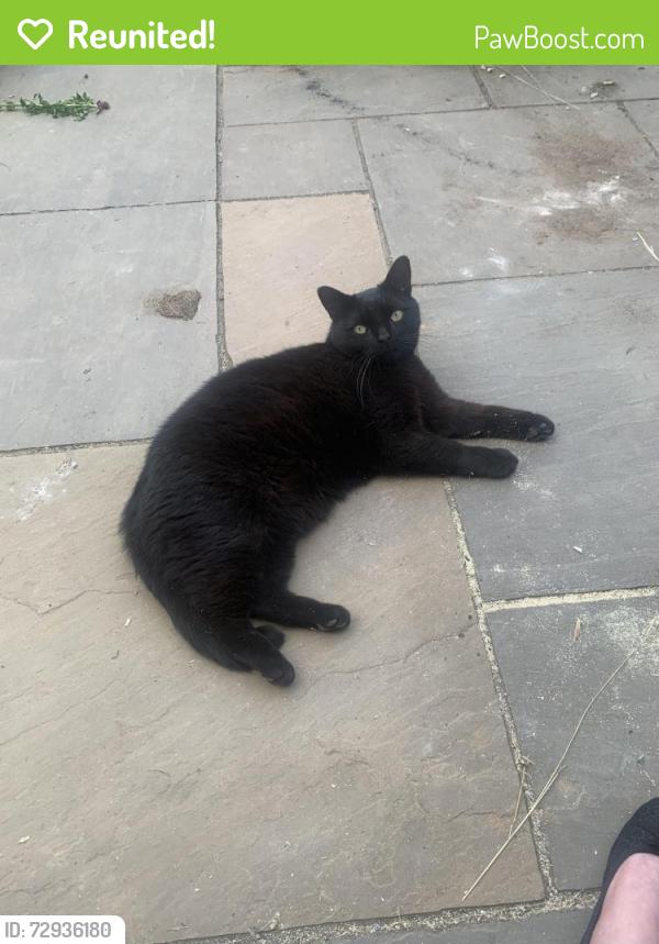 Reunited Male Cat last seen Kelham fox pub, Kelham, England NG23