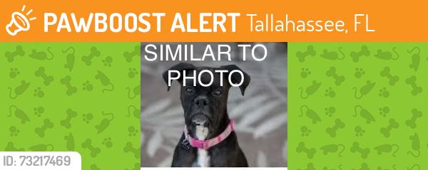 Found/Stray Unknown Dog last seen Basin and Tennessee. North of Taco Bell. Located in south parking lot of north by north west complex. Between building 2 and 3. Possible bulldog or boxer mix. Similar in appearance to photo., Tallahassee, FL 32304