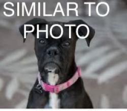 Found/Stray Unknown Dog last seen Basin and Tennessee. North of Taco Bell. Located in south parking lot of north by north west complex. Between building 2 and 3. Possible bulldog or boxer mix. Similar in appearance to photo., Tallahassee, FL 32304