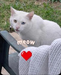 Lost Male Cat last seen West Thurrock Academy, Thurrock, England 