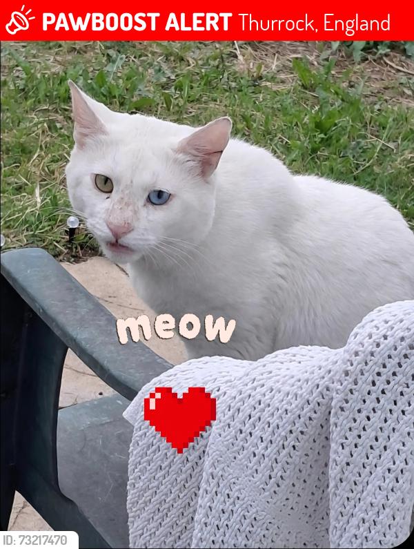 Lost Male Cat last seen West Thurrock Academy, Thurrock, England 