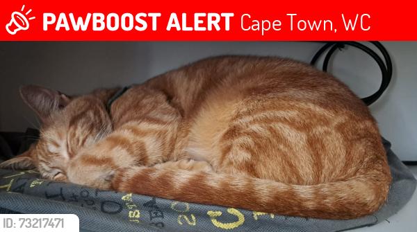 Lost Female Cat last seen Stikland hosp, Cape Town, WC 7530