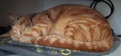 Lost Female Cat last seen Stikland hosp, Cape Town, WC 7530