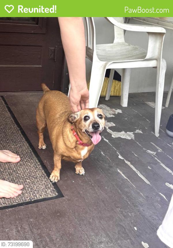 Reunited Female Dog last seen Hillcrest and Russel, Akron, OH 44314