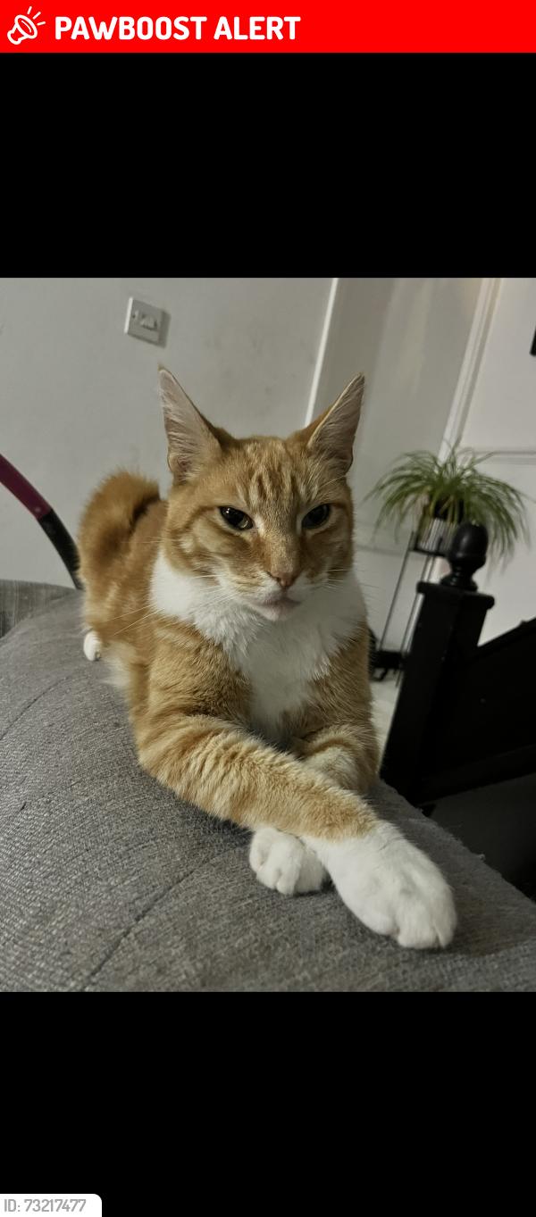 Lost Male Cat last seen Ambleside walk, Essex, England SS8 9TD