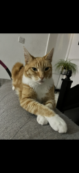 Lost Male Cat last seen Ambleside walk, Essex, England SS8 9TD