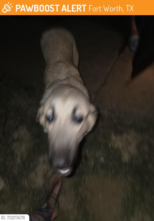 Found/Stray Female Dog last seen Columbus Trail, Fort Worth, TX 76133