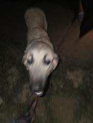 Found/Stray Female Dog last seen Columbus Trail, Fort Worth, TX 76133