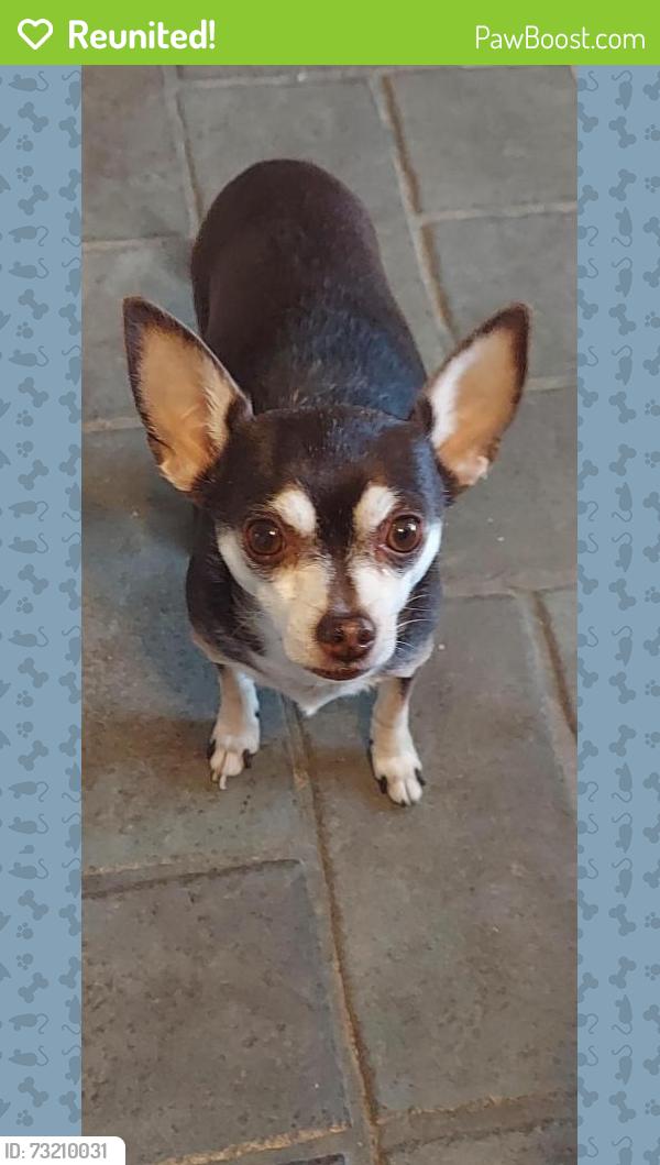 Reunited Male Dog last seen Misty Plain Dr. and Ivy Plain Dr. Near Mary M. Elementary School, San Antonio, TX 78245