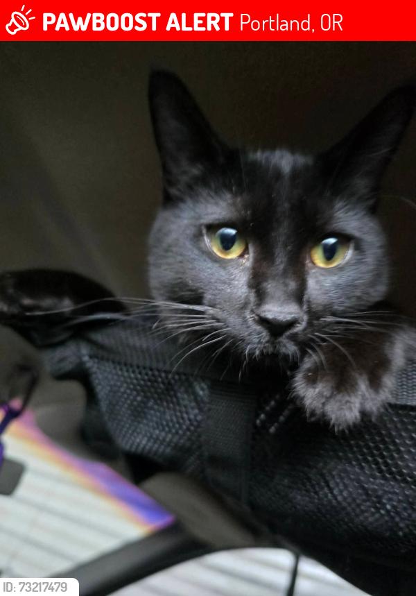 Lost Female Cat last seen Plaid pantry on 60th and ne halsey, Portland, OR 97220