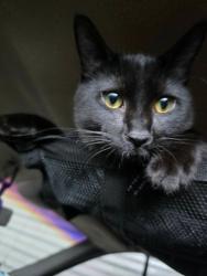Lost Female Cat last seen Plaid pantry on 60th and ne halsey, Portland, OR 97220