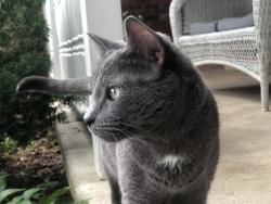 Reunited Female Cat last seen Near E 5th St, Huntington Station, NY 11746, USA, Huntington Station, NY 11746