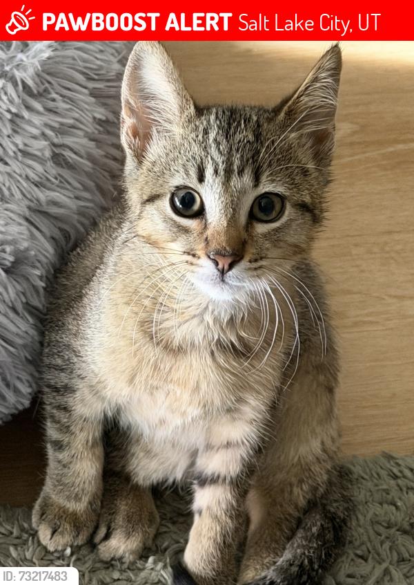 Lost Unknown Cat last seen Lattice apmts, Salt Lake City, UT 84101