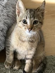 Lost Unknown Cat last seen Lattice apmts, Salt Lake City, UT 84101