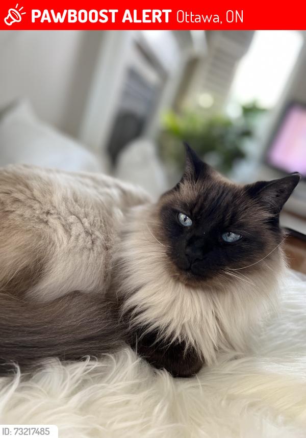 Lost Female Cat last seen Ryan dr. - our backyard, Ottawa, ON 