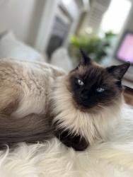 Lost Female Cat last seen Ryan dr. - our backyard, Ottawa, ON 