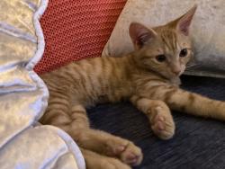 Lost Male Cat last seen Taggart Triangle, Merseyside, England 