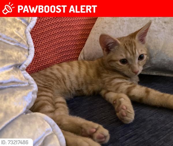 Lost Male Cat last seen Taggart Triangle, Merseyside, England 