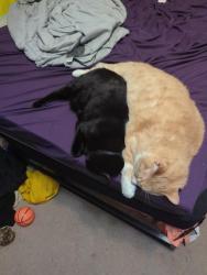 Reunited Male Cat last seen The annex at Forest reserve, Wilmington, NC 28403