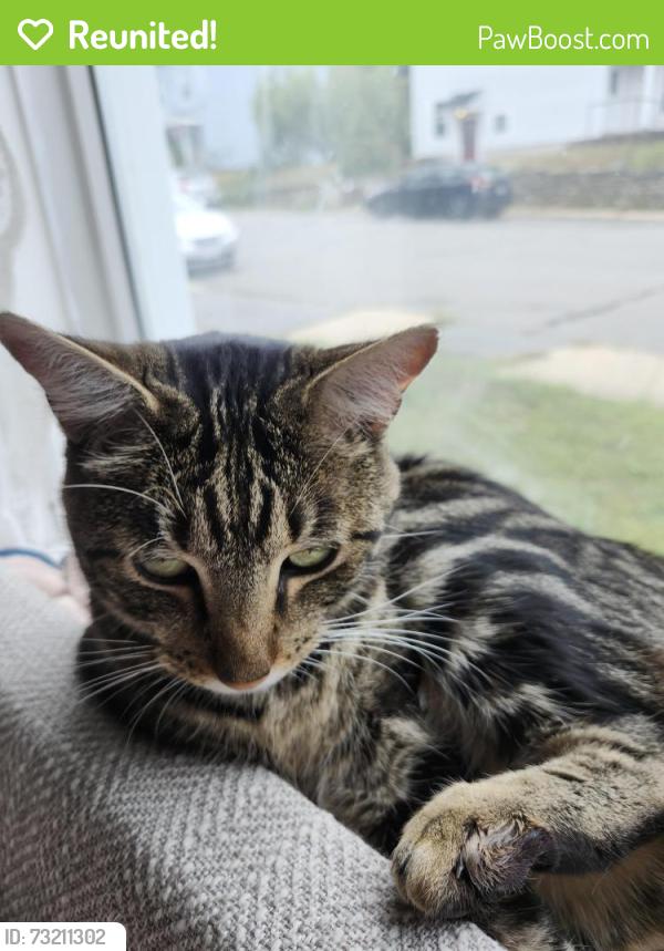 Reunited Male Cat last seen Church st intersection, Gardner, MA 01440