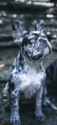 Lost Female Dog last seen Wabash ave and Marathon Ave, Dayton, OH 45406