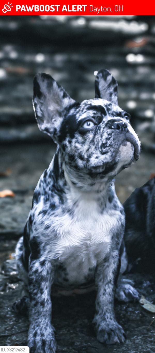 Lost Female Dog last seen Wabash ave and Marathon Ave, Dayton, OH 45406