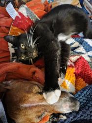 Lost Male Cat last seen Parker Street, Scranton, PA 18508
