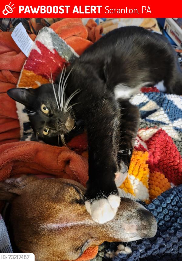 Lost Male Cat last seen Parker Street, Scranton, PA 18508