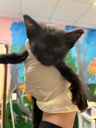 Shelter Stray Male Cat last seen Bexar County, 3353 Morningside Dr, New Braunfels, TX 78132, USA
