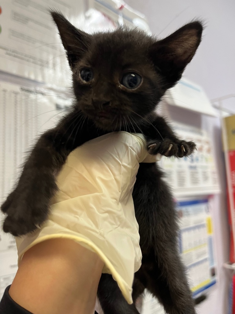 Shelter Stray Female Cat last seen Bexar County, 3353 Morningside Dr, New Braunfels, TX 78132, USA