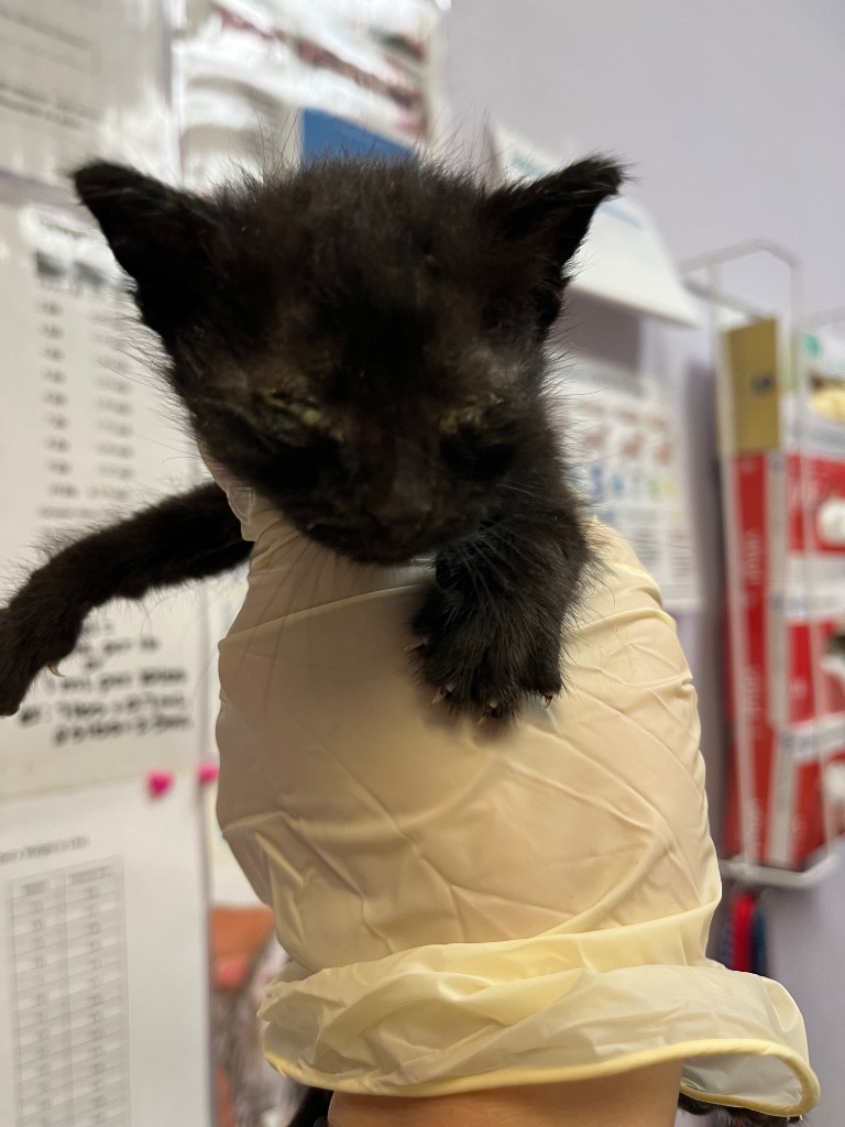 Shelter Stray Male Cat last seen Bexar County, 3353 Morningside Dr, New Braunfels, TX 78132, USA