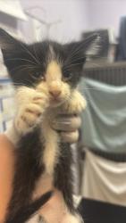 Shelter Stray Male Cat last seen Bexar County, 3353 Morningside Dr, New Braunfels, TX 78132, USA
