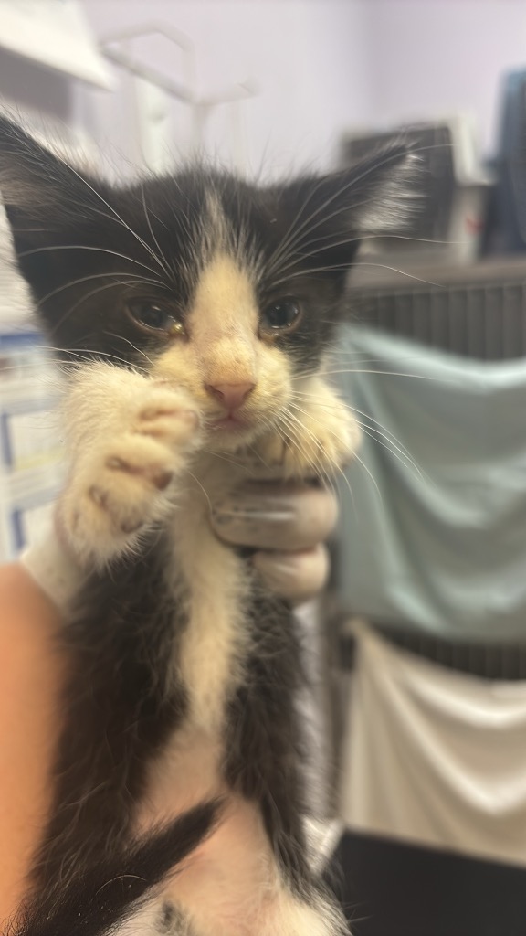 Shelter Stray Male Cat last seen Bexar County, 3353 Morningside Dr, New Braunfels, TX 78132, USA