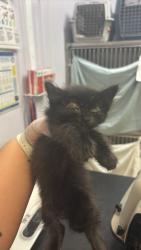 Shelter Stray Female Cat last seen Bexar County, 3353 Morningside Dr, New Braunfels, TX 78132, USA