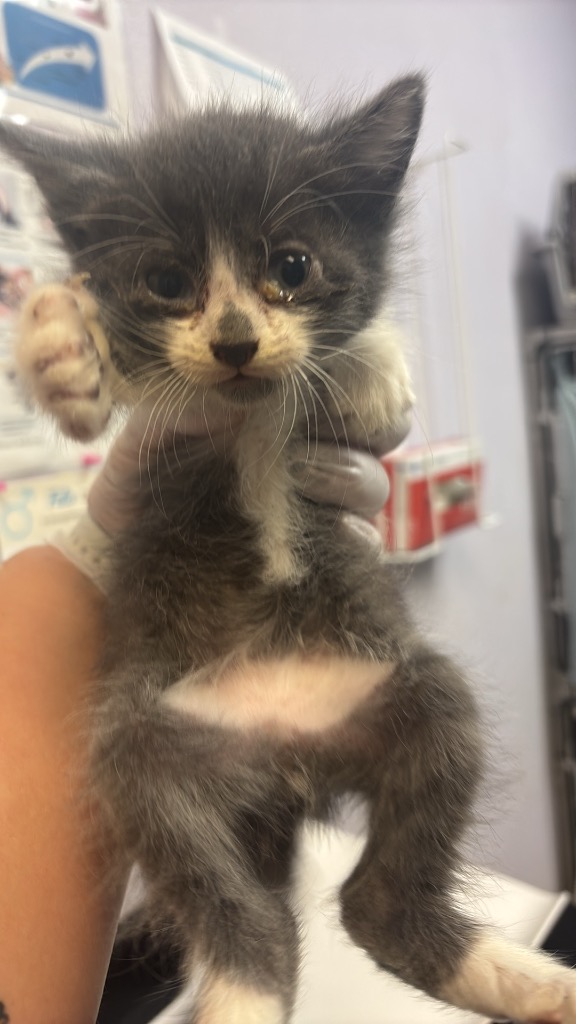 Shelter Stray Male Cat last seen Bexar County, 3353 Morningside Dr, New Braunfels, TX 78132, USA