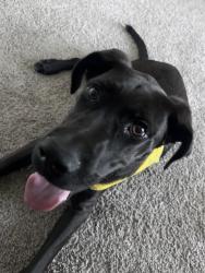 Found/Stray Male Dog last seen Melody lane near the Biltmore apmts, Dallas, TX 75231