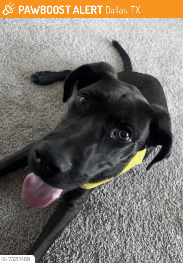 Found/Stray Male Dog last seen Melody lane near the Biltmore apmts, Dallas, TX 75231
