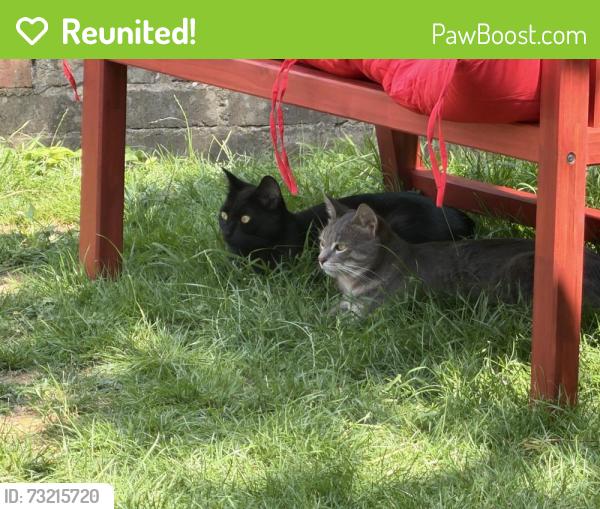 Reunited Female Cat last seen Near Leighton Gardens NW10 3PR, Greater London, England NW10 3PR