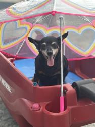 Reunited Female Dog last seen Cherry lake, Groveland, FL 34736