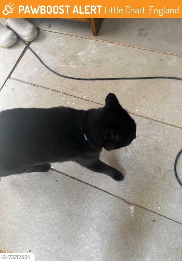 Found/Stray Unknown Cat last seen Little chart, Little Chart, England 