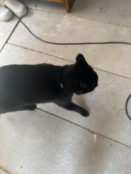Found/Stray Unknown Cat last seen Little chart, Little Chart, England 