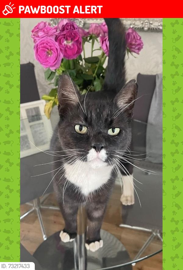 Lost Male Cat last seen Amelia Way, Amelia Way, Wales NP19 0LQ