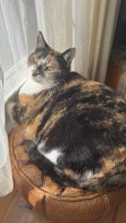 Lost Female Cat last seen Soule Road, Liverpool, NY 13090