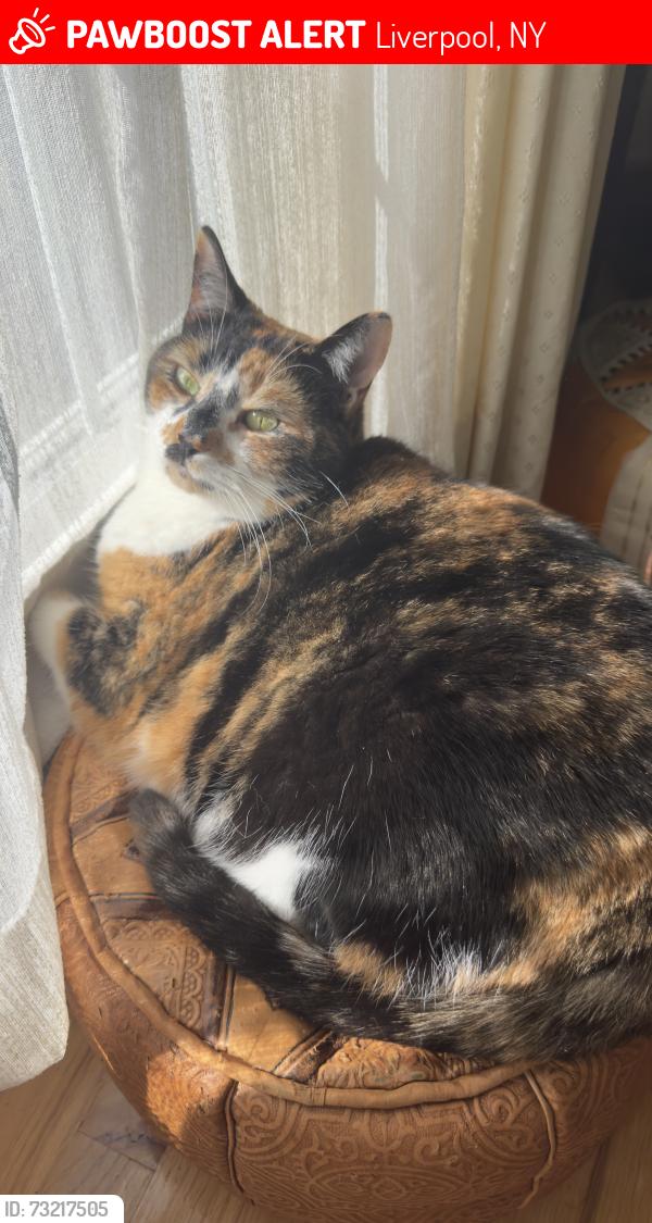 Lost Female Cat last seen Soule Road, Liverpool, NY 13090