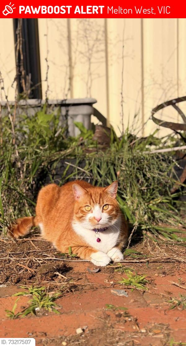 Lost Male Cat last seen Chelmsford Way Melton West, Melton West, VIC 3337